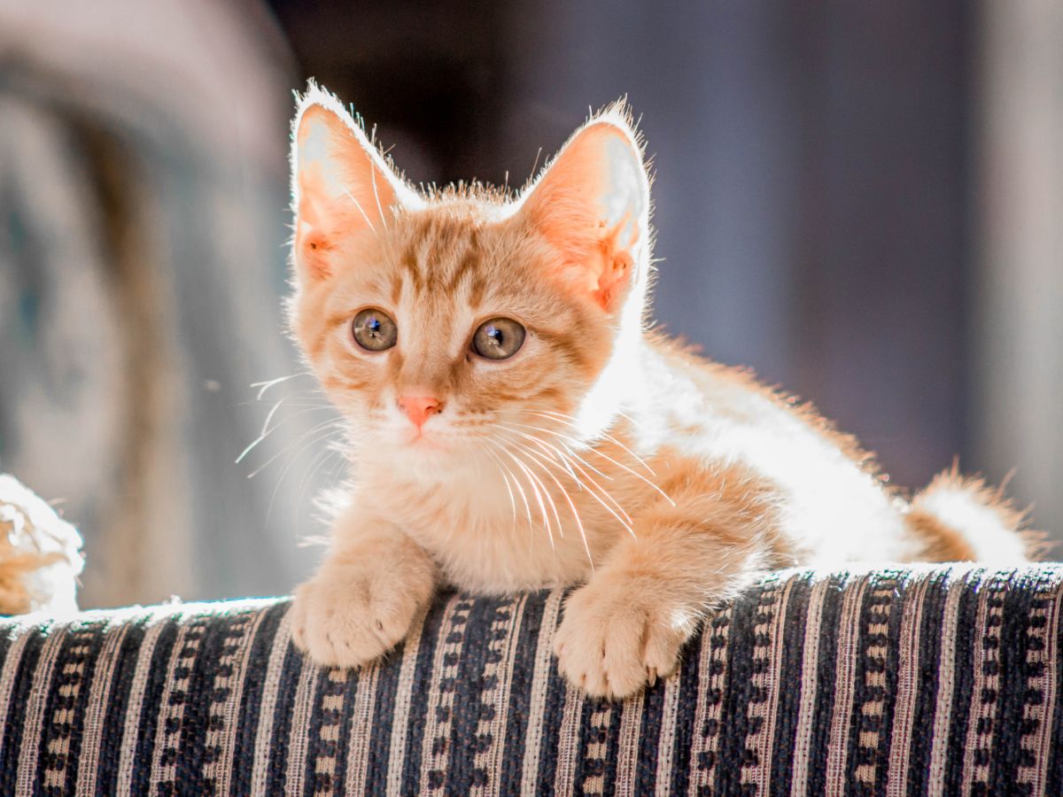 Soin vétérinaire pour chat