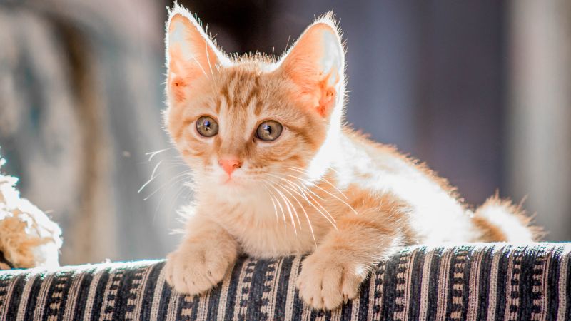 Vétérinaire pour chats