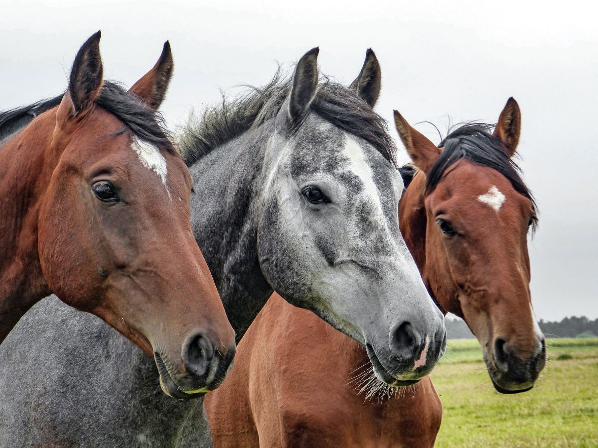 Vétérinaire équin cheval