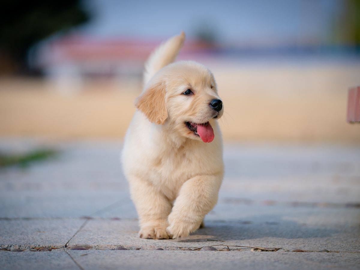 Soin vétérinaire pour chien