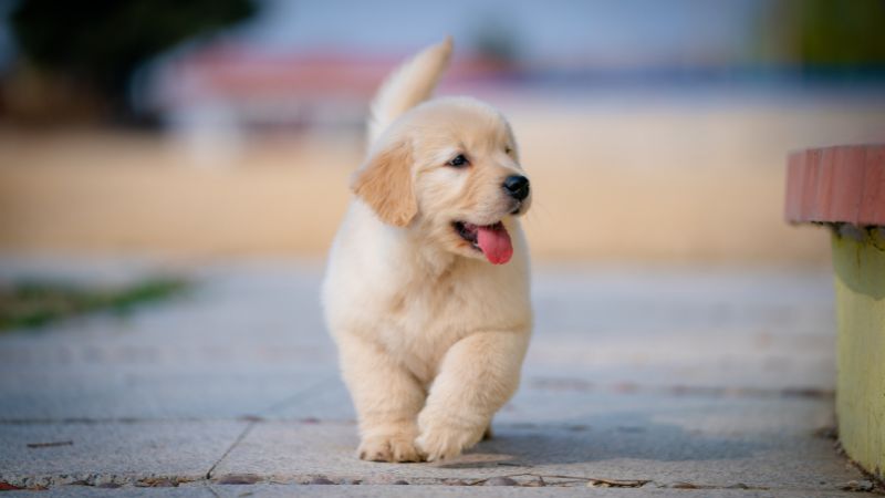 Vétérinaire pour chiens